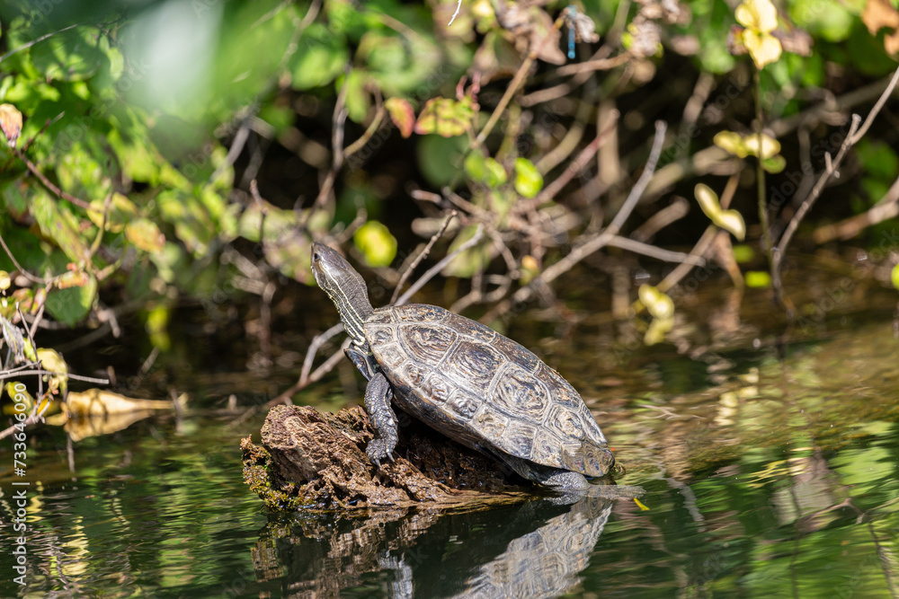 Turtle on fallen tree in the river Turtle on fallen tree in the river