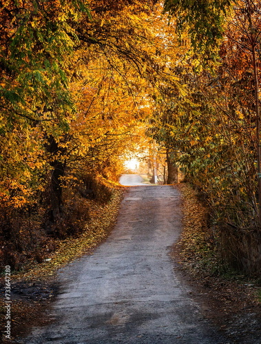 Asphalt road going through a dense thicket of autumn trees