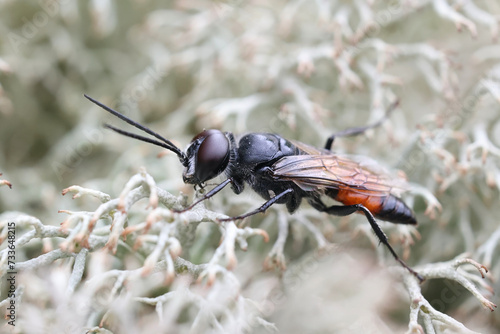 Shieldbug digger, Astata boops, also known as shieldbug stalker, male parasitic wasp from Finland photo