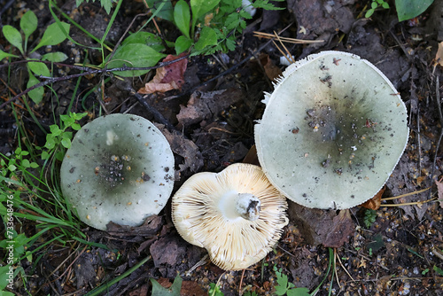 Russula atroglauca, a brittlegill mushroom from Finland, no common English name