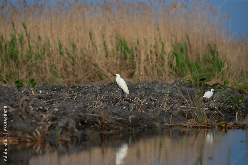 Majestic egret on the tranquil waters of the Danube Delta Majestic egret on the tranquil waters of the Danube Delta