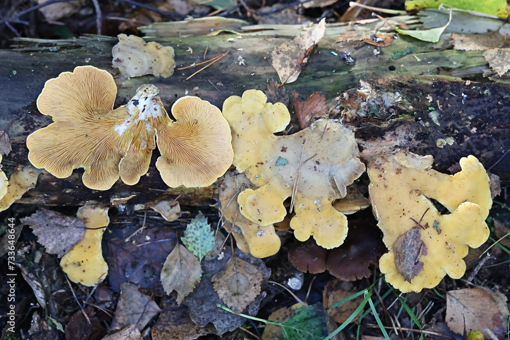 Oyster rollrim, Tapinella panuoides, wild mushrooms from Finland Oyster rollrim, Tapinella panuoides, wild mushrooms from Finland