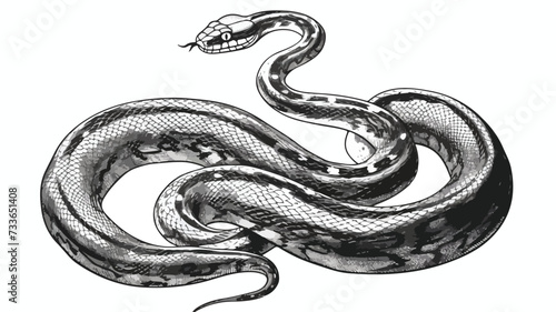Snake isolated. Black and white reptile vector.