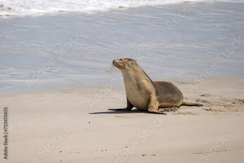 Australian fur seal at Seal Bay Conservation Park, Kangaroo Island