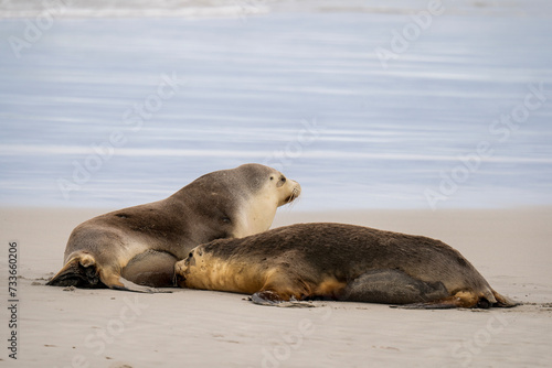 Australian fur seal at Seal Bay Conservation Park, Kangaroo Island