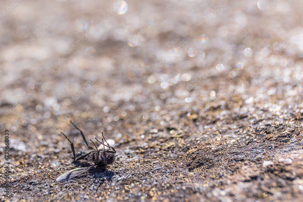 Fly lying on the back on a rock