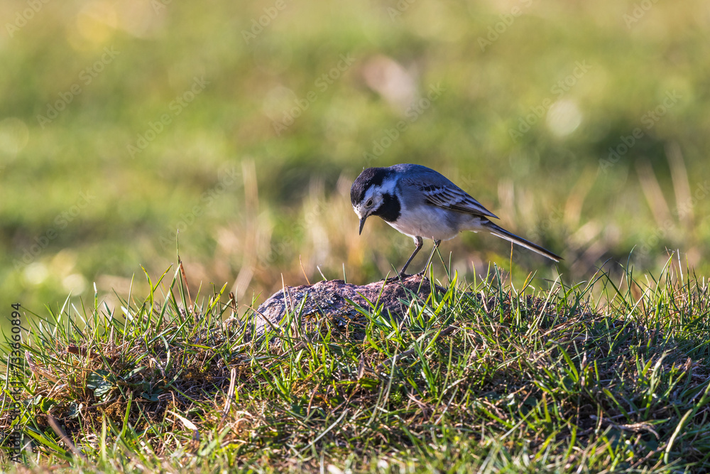Obraz premium White wagtail looking down to the grass