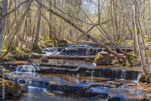 Fototapeta Naklejka Na Ścianę i Meble -  Stream with small waterfalls in a budding forest at springtime
