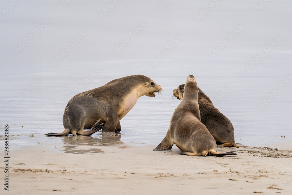 Fototapeta premium Australian fur seal at Seal Bay Conservation Park, Kangaroo Island