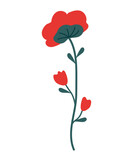 One red flower with leaves and unopened buds on a long stem. Vector, botanical illustration of poppy, suitable for icons, frame design, holiday illustrations