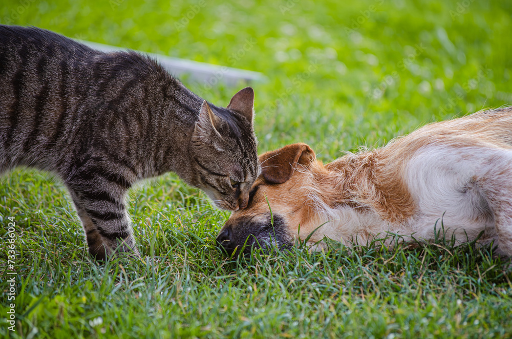 Animals friendship. Cat playing with a dog on a grass. pet photography. Animals friendship. Cat playing with a dog on a grass. pet photography.