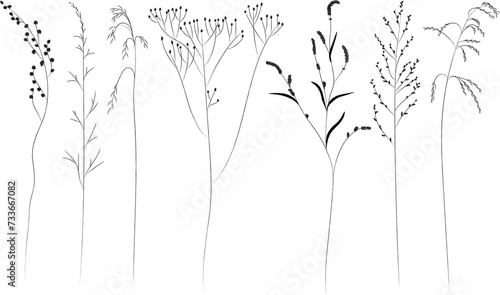Field and meadow grasses, black outline, template for packaging and product cover. Sketch of medicinal plants, vector flat cartoon drawing. photo