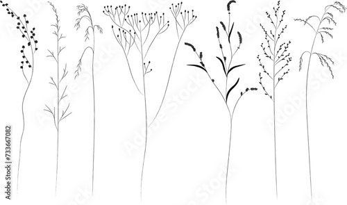 Field and meadow grasses, black outline, template for packaging and product cover. Sketch of medicinal plants, vector flat cartoon drawing.