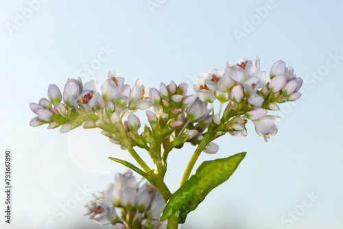 Buchweizen,  Fagopyrum esculentum, Einzelblüten photo
