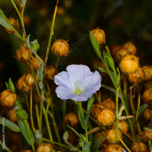 Leinen, Leinsamen, Öllein, Linium usitatissimum L., Leinsamen, und Leinenblüte, Zwiewuchspflanzen photo