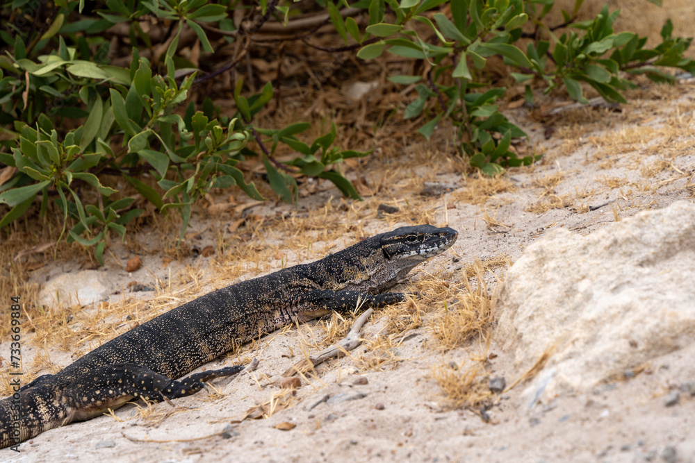 Fototapeta premium Wild goanna on Kangaroo Island