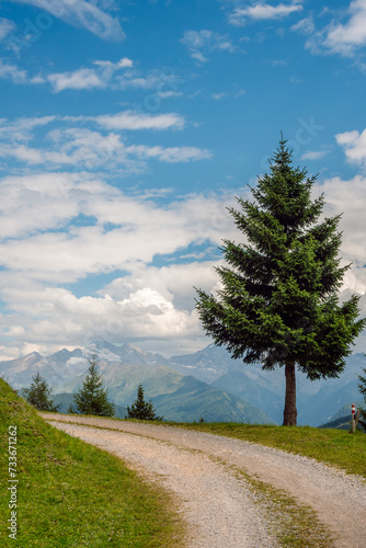 Summer day with white clouds  blue sky and single pine tree by mountain road  high mountains in background  Wipptal valley  Austrian Alps.