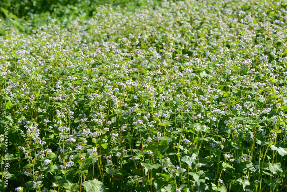 Buchweizen, Fagopyrum esculentum, in Blüte, Feldausschnitt Buchweizen, Fagopyrum esculentum, in Blüte, Feldausschnitt
