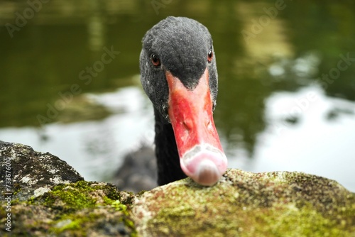 A gorgeous black swan with red beak swimming in the pond.  photo