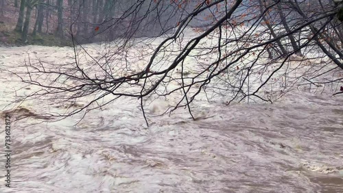 Ukraine, Carpathians, Transcarpathia, severe flooding in the mountains in winter after rains, a mass of water flows into the valleys, a tree branch falls into the water and endlessly plays with the mo photo