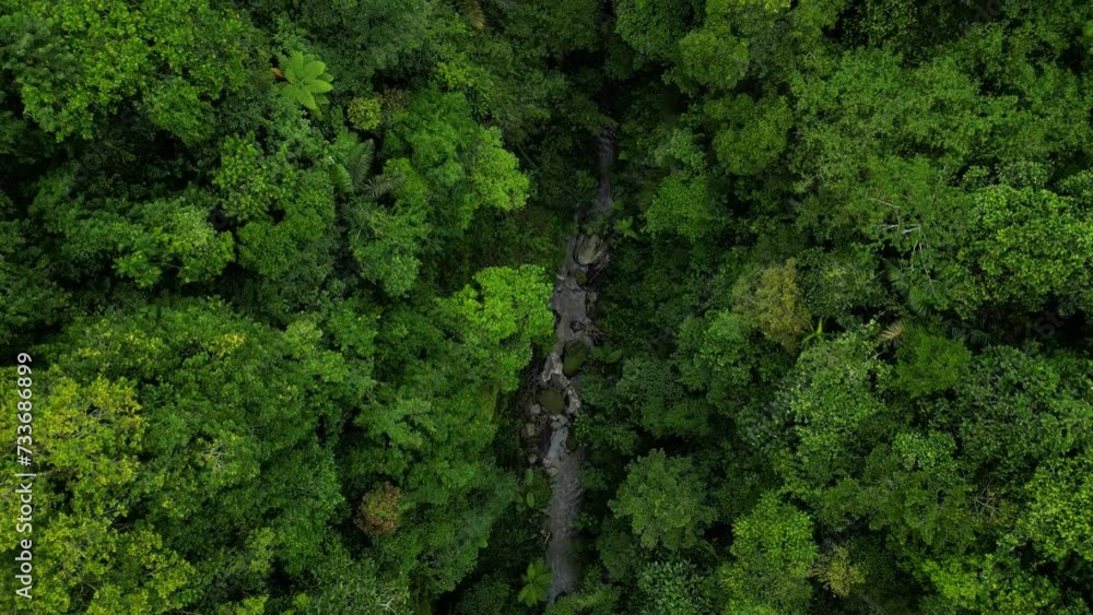 Aerial top down drone view river in wild tropical jungle evergreen rainforest. 4K Aerial top down drone view river in wild tropical jungle evergreen rainforest. 4K