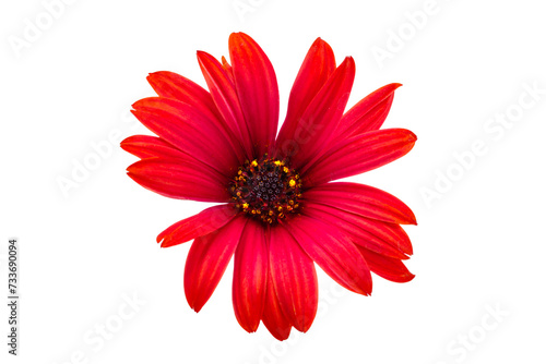 red Osteospermum flower isolated