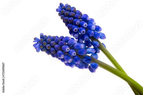 Fotografie muscari isolated