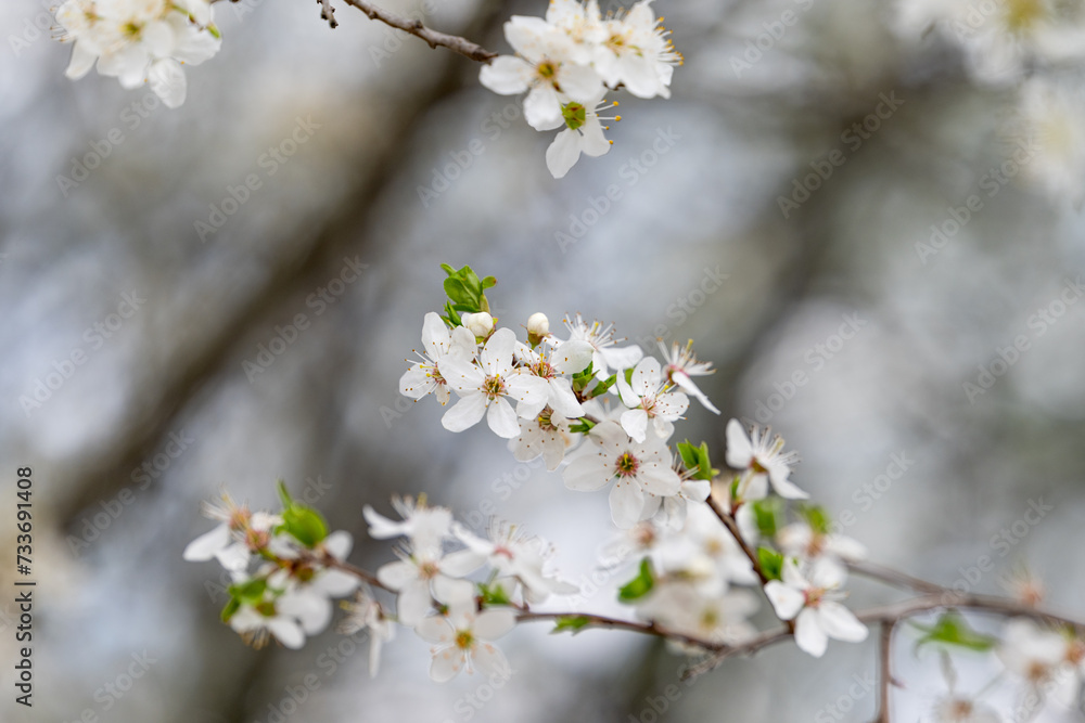 cherry blossom branches