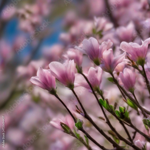 Spring flower background