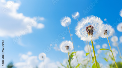 A close up of a dandelion