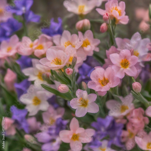 Spring flower background