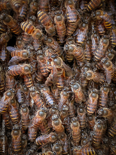 close up of bees and queen bee at a beehive © Arisamun's Land