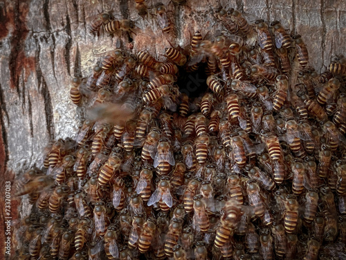 close up of swarm bees at a beehive