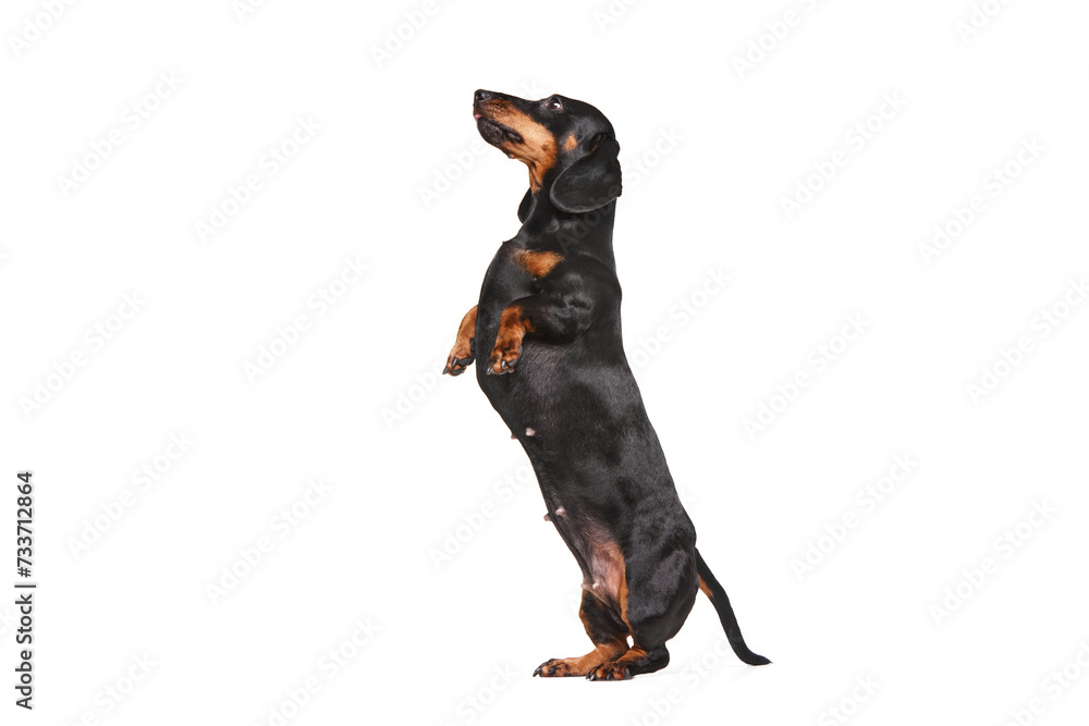 Obraz premium Purebred smart adorable dog, black Dachshund standing on hind legs isolated over white studio background. Training commands. Concept of domestic animal, pet care, dog friend, happiness