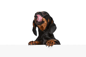 Adorable, funny purebred dog, black Dachshund peeking out table with tongue sticking out and licking muzzle isolated over white background. Concept of domestic animal, pet care, dog friend, happiness