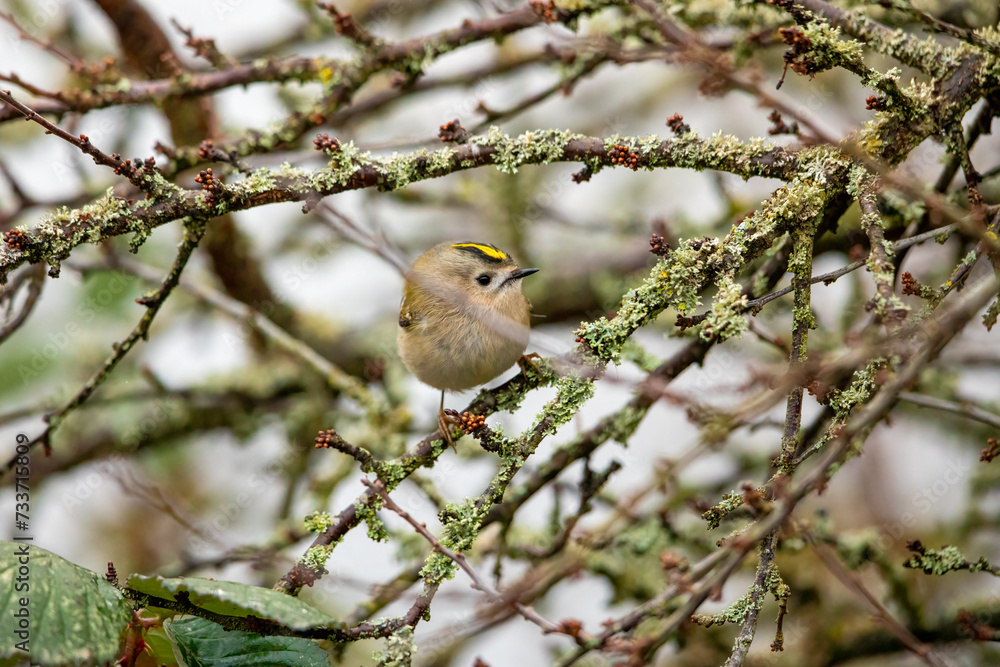 A small Gold Crest bird between the branches