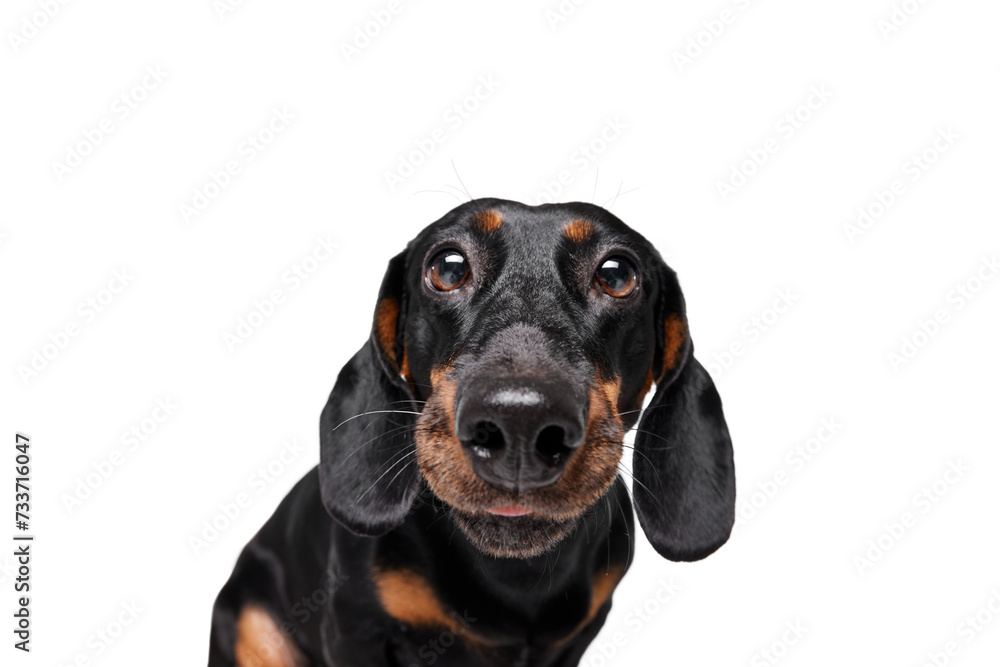 Close-up of muzzle of purebred black dog, Dachshund looking at camera isolated over white studio background. Concept of domestic animal, pet care, dog friend, happiness