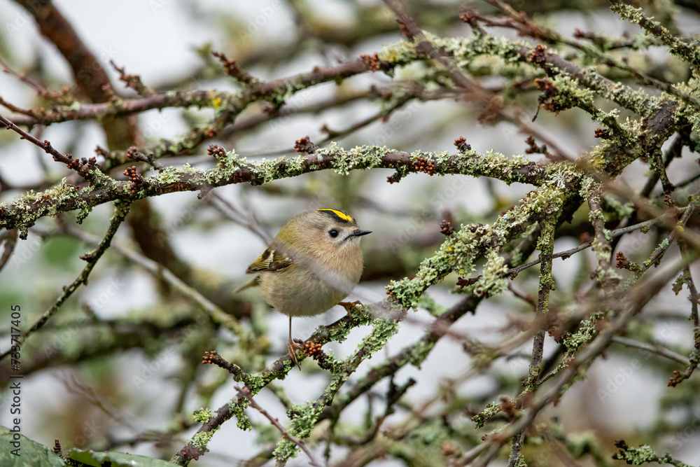 A small Gold Crest bird between the branches A small Gold Crest bird between the branches