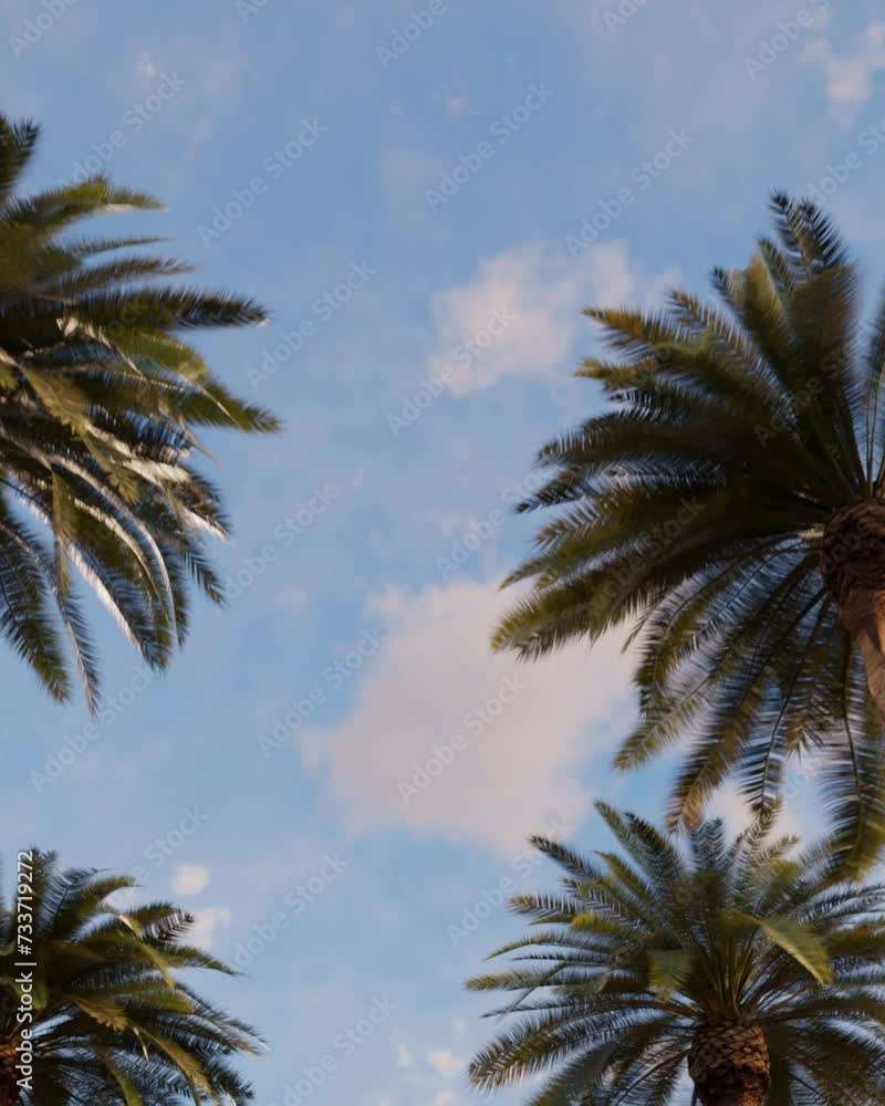 Palm trees against the background of the evening blue sky Palm trees against the background of the evening blue sky