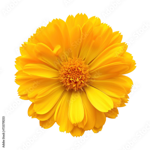 yellow marigold flower , isolated on white background --style raw --v 6 Job ID: 4b1323fa-0ccc-4970-a090-70f26ab5a96f