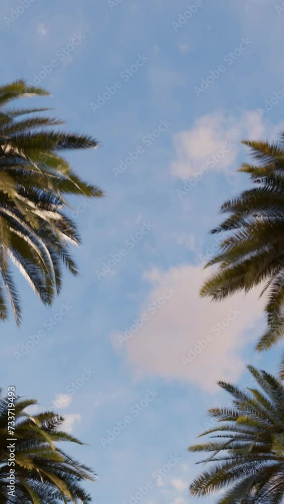 Palm trees against the background of the evening blue sky Palm trees against the background of the evening blue sky