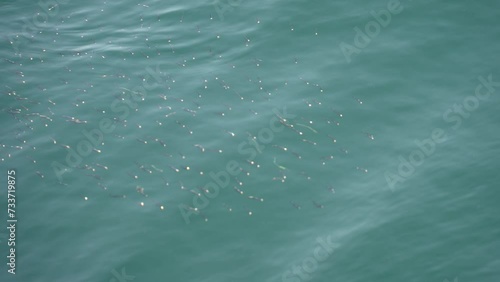 水面にきた小魚の魚群 photo