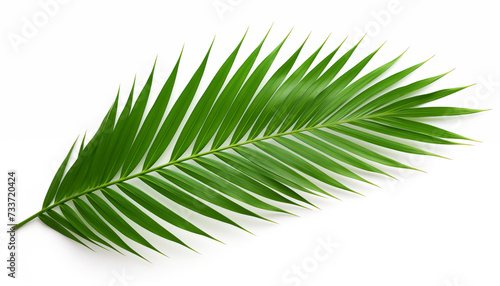 Tropical green palm leaf, isolated, white background