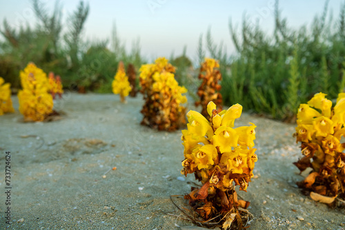 Broomrape Cistanche phelypaea (Orobanchaceae) parasitize on the roots of shrubs and small shrubs. Abu Dhabi desert park at winter. United Arab Emirates