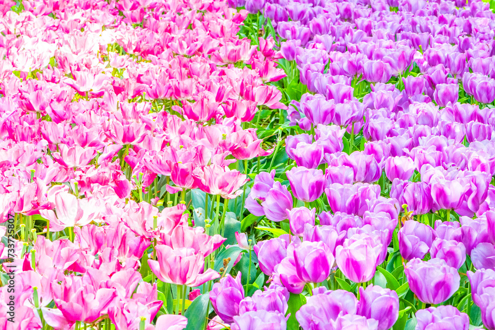 A group of tulips on a field in the garden. Keukenhof, Holland