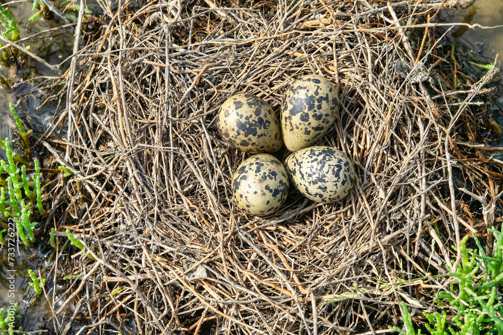 Obraz premium Birds of salty marshes. Helium. Black-winged stilt (Himantopus himantopus) nest between samphire (Salicornia), seapoa (Puccinellia), saltwort (Salsola) in very damp habitat. Steppe Black Sea region