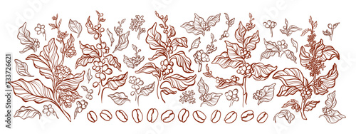Coffee tree, branch, bean. Engraving outline set