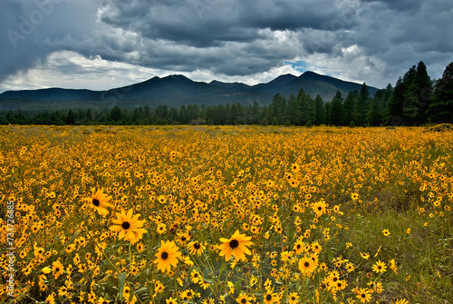 Vibrant wildflowers in a field with majestic mountains in the background. San Francisco Peaks