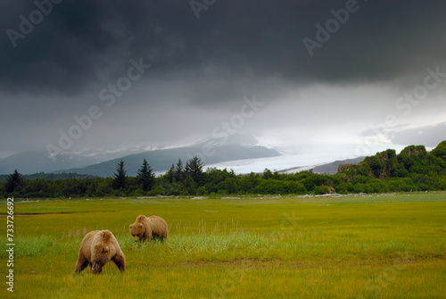 Two grizzly bears in a grassy field on an overcast day © Wirestock
