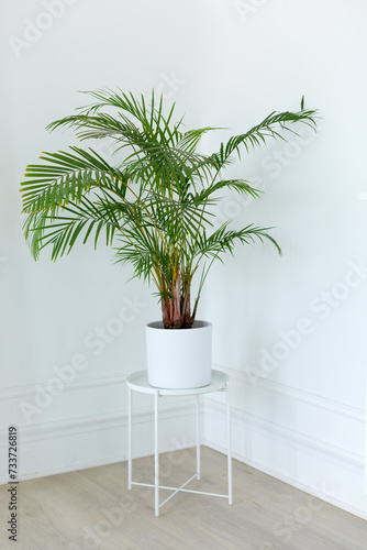 Areca Palm tree Decorative. Dypsis lutescens plant in pot. Chamaedorea green large palm tree in flowerpot on floor. Houseplant care and gardening concept. Chrysalidocarpus in Interior design room